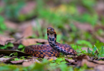 Assam Mountain Snake found in Thailand rain forest. 