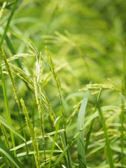 green paddy rice in the field plant, Jasmine rice on blurred of nature background