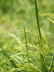 green paddy rice in the field plant, Jasmine rice on blurred of nature background