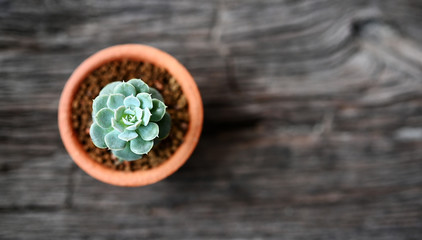 Succulent In pots on Wooden table top view,copy space