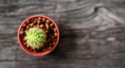 cactus In pots on Wooden table top view,copy space