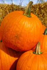 Display of round orange pumpkins at the farmers market in the fall