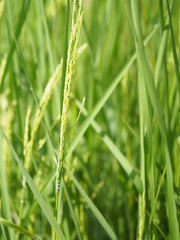 Fototapeta na wymiar green paddy rice in the field plant, Jasmine rice on blurred of nature background