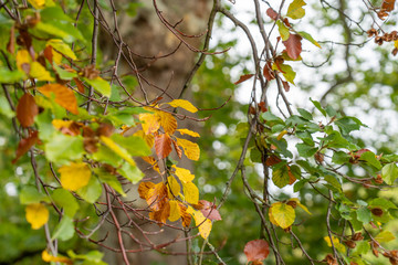 Herbstlicher Blätterwald