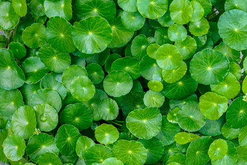 Beautiful background of Centella asiatica, Herbal medicine leaves of Centella asiatica known as...