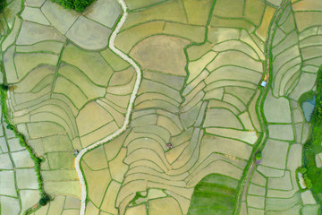 Aerial view of agriculture in rice fields for cultivation in Nan Province, Thailand. Natural the texture for background