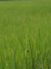 green paddy rice in the field plant, Jasmine rice on blurred of nature background