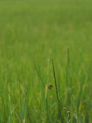 green paddy rice in the field plant, Jasmine rice on blurred of nature background