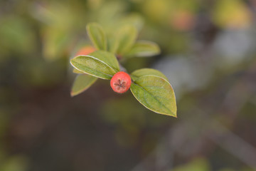 Franchets cotoneaster
