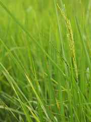green paddy rice in the field plant, Jasmine rice on blurred of nature background