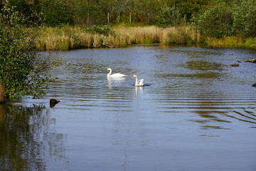 White swans on a pond in a wildlife park in Nova Scotia, Canada