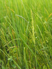 green paddy rice in the field plant, Jasmine rice on blurred of nature background