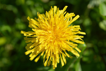 Common dandelion