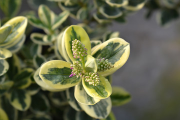 Variegated Hebe