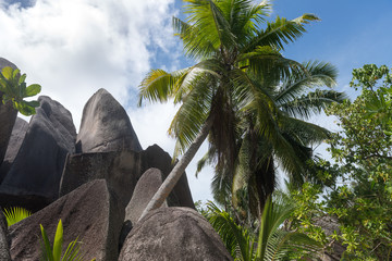 Naklejka na ściany i meble Impressive rocks and palm at seaside Seychelles.