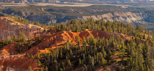 Tree covered slopes in Bryce Canyon