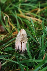 Gray mushrooms grebes and grass in the forest