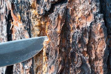 Forest sharp knife in pine tree. Extraction and collection of pine resin for the treatment of various diseases.