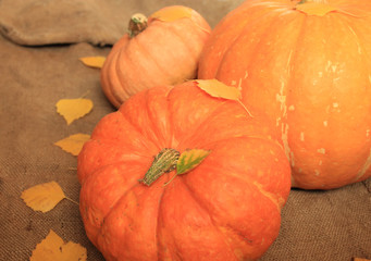  Three closeup pumpkins sprinkled with yellowed birch leaves.