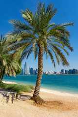  Palm tree sea and skyscrapers in Abu Dhabi