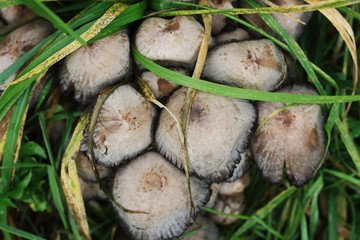Gray mushrooms grebes and grass in the forest