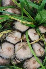 Naklejka premium Gray mushrooms grebes and grass in the forest