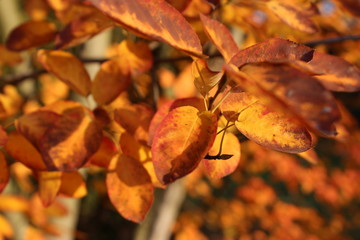 Goldener Herbst