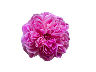 Blossom pink rose isolated on white with clipping path