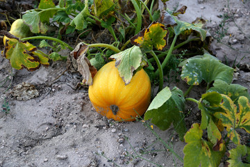 Obraz premium Many pumpkins at the farmers market in Turkey. Harvesting and Thanksgiving concept.
