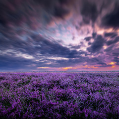 Beautiful landscape with filled full of blue and purple flowers and dramatic sunset sky above.
