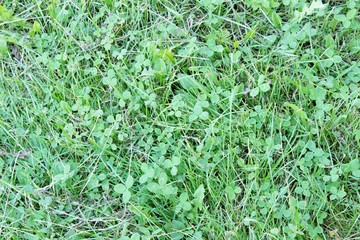 Green grass background lawn field nature meadow