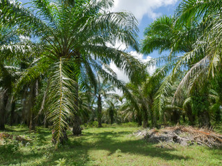 Obraz premium Oil palm oil, economic crops of farmers in southern Thailand.