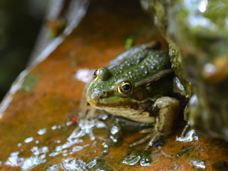 Żabka zielona