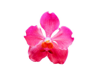 orchid flower plant  isolated include clipping path on white background