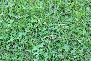 Green grass background lawn field nature meadow