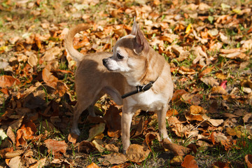Chihuahua in the autumn park