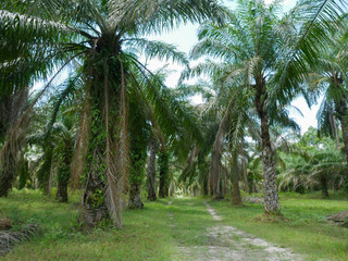 Oil palm oil, economic crops of farmers in southern Thailand.
