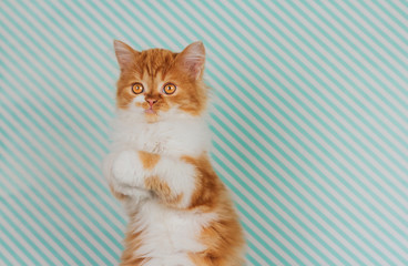 Fluffy ginger kitten on a blue striped background. Funny kitten	