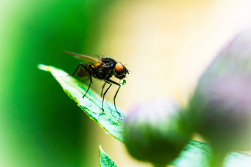 fly on leaf муха