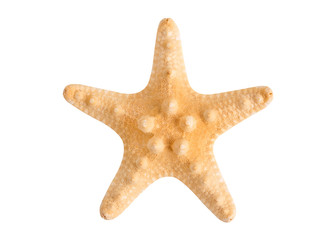 Starfish isolate on a white background. Beautiful dried starfish closeup.