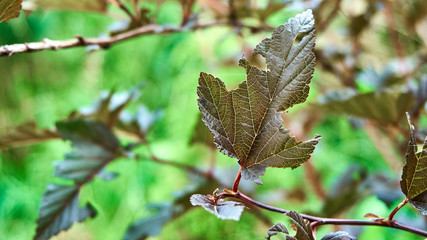 The autumn leaves on green grass    