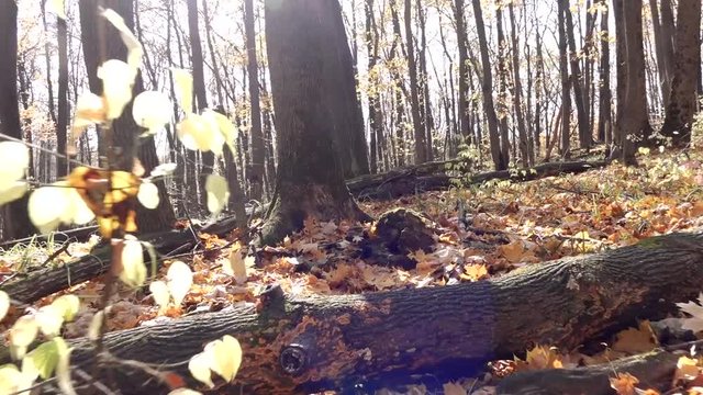 Autumn forest. moving forward. the camera moves through the forest stabilized video.