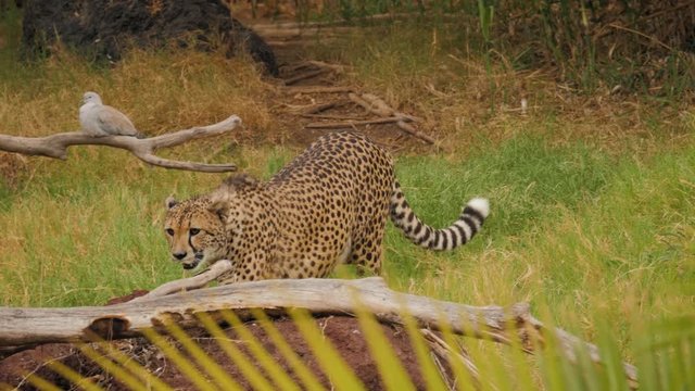 Gepard walking in the grass. National wildlife park