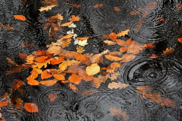 rain on the lake surface in autumn