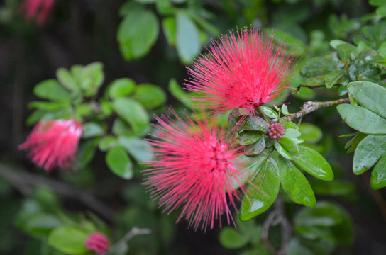 Exotic Pink combretaceae spike flower with green leaves 