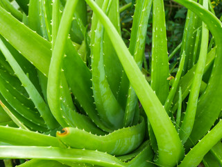 Aloe Vera, a medicinal plant to treat skin
