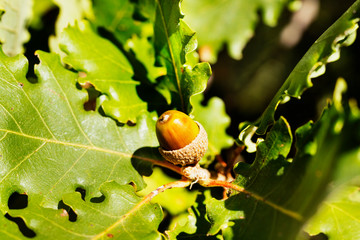 Acorn of downy oak