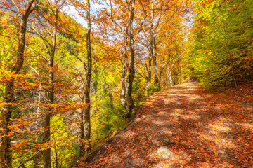 Fototapeta na wymiar Walkway with colorful leaves in an autumn forest. Kvacianska Valley in Liptov region of Slovakia, Europe.