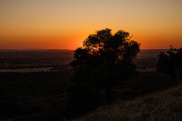 Landscape of a sunset in front of a tree in the province of Toledo, Spain