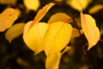 Yellow autumn leaves on a tree close-up